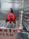小煜鱼场抖音达人头像