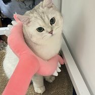 波利海苔咪抖音号头像