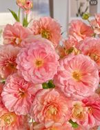 花不错花坊抖音达人头像