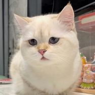 一头小奶猪🍼抖音达人头像