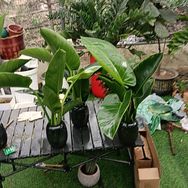 花意浓绿植抖音达人头像