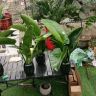 花意浓绿植抖音达人头像