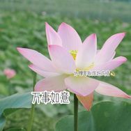 侨樱嘤怪🧸.抖音达人头像