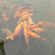 飞儿香云纱抖音达人头像