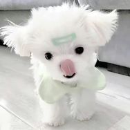 PP超能炫抖音达人头像
