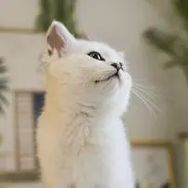 花花与三猫CatLive抖音达人头像