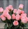 管欢鲜花-1抖音达人头像