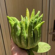 荣晟优选抖音达人头像