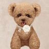 米奇是只小泰迪抖音达人头像