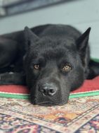 宠苑乐园专营店-临沂田园犬抖音达人头像