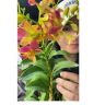小胖的花卉抖音达人头像