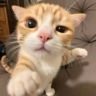 橘子猫meme抖音达人头像