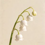 食二抖音号头像