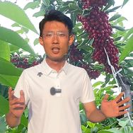 🍒李樱桃🍒樱桃坐果技术研究抖音达人头像