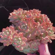 花枝园艺多肉植物馆抖音达人头像
