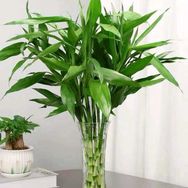 黎黎富贵竹批发抖音号头像