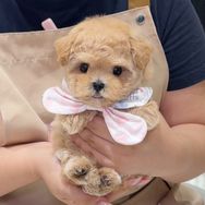 无限萌萌宠抖音达人头像