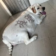 桃桃吃不饱（已减肥26斤）抖音达人头像