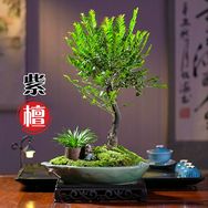 雅室桌面盆景抖音号头像