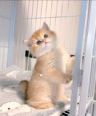可爱猫咪抖音达人头像