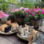 哈哈小院的猫咪们抖音达人头像