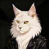 安妮缅因猫抖音达人头像