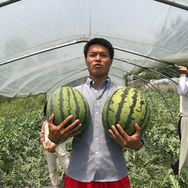 柒喜水果抖音达人头像
