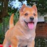 缘宠田园犬抖音达人头像