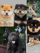 阿妤的田园犬抖音达人头像