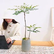 雅韵阁绿植旗舰店抖音达人头像