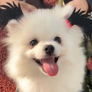 博美奶昔🐾抖音达人头像