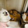 大白爱养猫（每晚20:00直播）抖音达人头像
