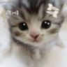 茜茜的画园抖音达人头像