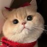 黄猪油Butter抖音达人头像