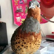 小明竹鸡养殖抖音达人头像