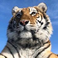 天哥属虎🐯（昊天）抖音达人头像