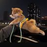 后宽抖音达人头像