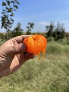 小村鲜生抖音达人头像