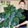 花令时花果园抖音达人头像