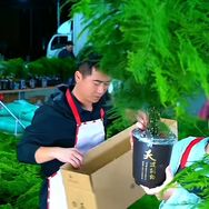 铁杆大文竹年宵花基地抖音达人头像