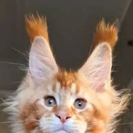 大勇缅因猫抖音达人头像