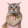 土拨猫陈眉庄抖音达人头像