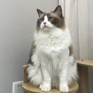 阿柴与猫宠物旗舰店抖音达人头像