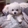 🐶狗鱼儿抖音达人头像