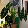 植念花园抖音达人头像