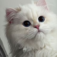 七七和猫抖音号头像