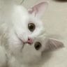 维C动物园抖音达人头像