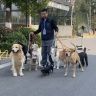 训犬指导～张德帅抖音达人头像