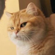 是一只吃吃猹抖音达人头像