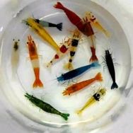 亿只虾水族抖音达人头像